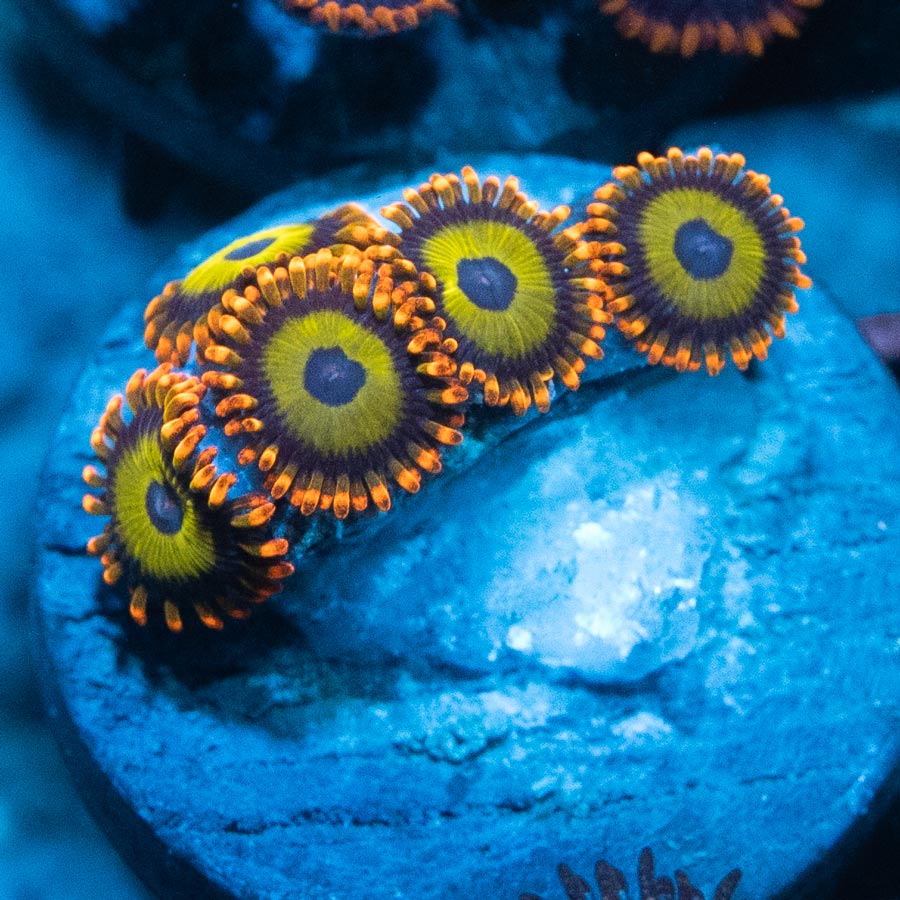 SBM Zoanthus Fruti Loops 5 pol