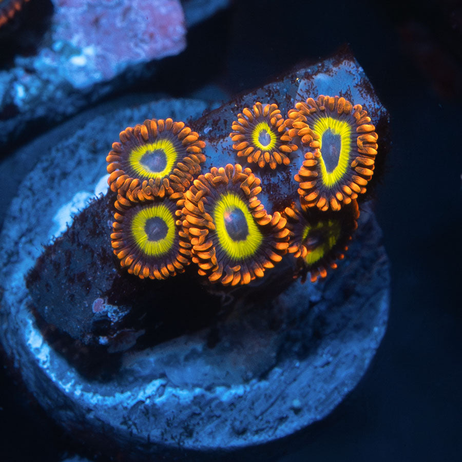 SBM Zoanthus Fruit Loops