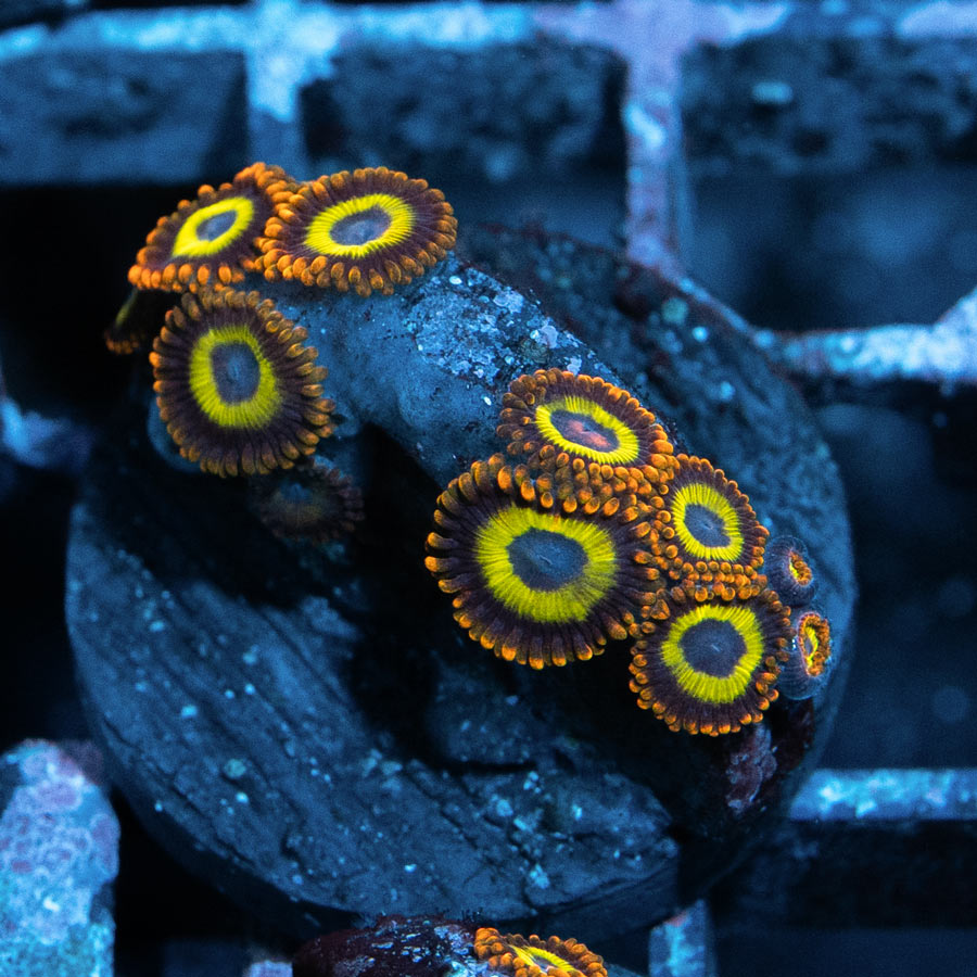 SBM Zoanthus Fruit Loops 10 pol