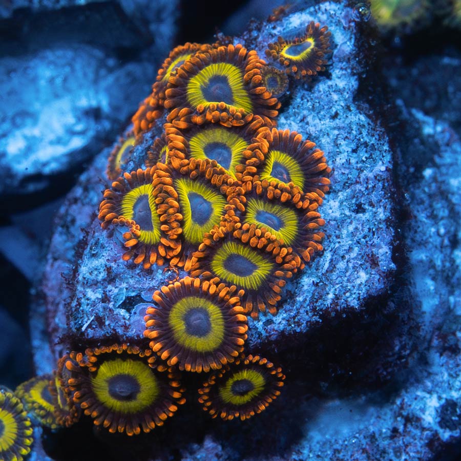 SBM Zoanthus Fruit Loops 15 pol