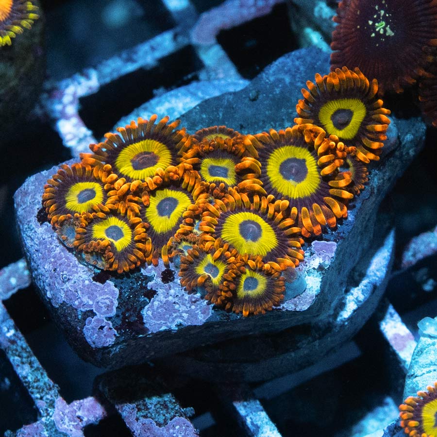 SBM Zoanthus Fruit Loops 10 pol