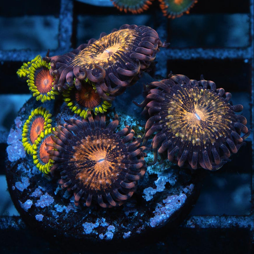 SBM Zoanthus Golden Galaxy + Dragon Eyes 10 pol