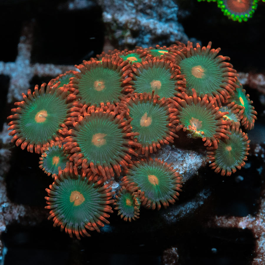 SBM Zoanthus Gatorade 20 pol