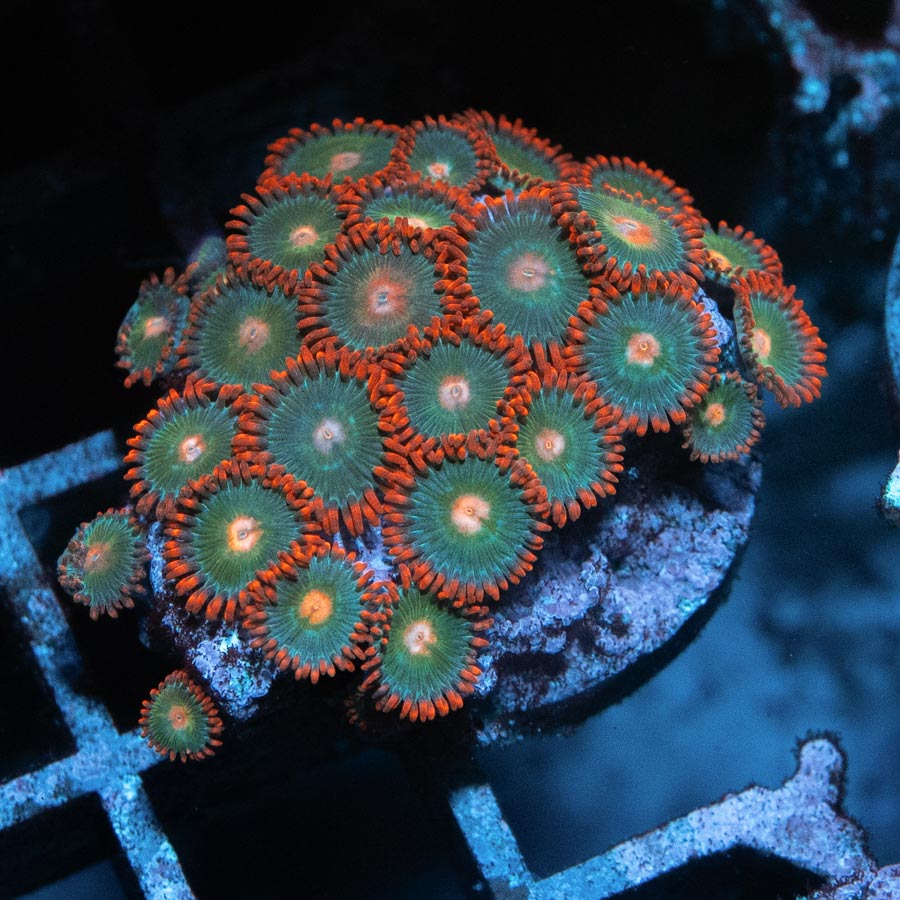 SBM Zoanthus Gatorade colonia 25 pol.