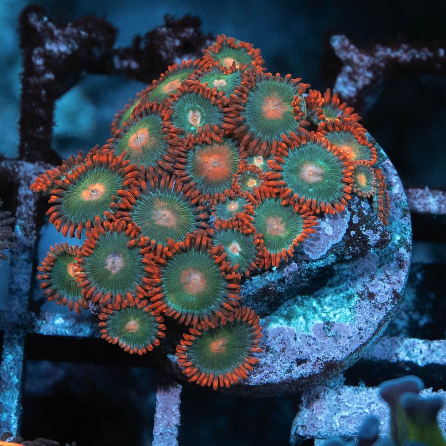 SBM Zoanthus Gatorade colonia 25 pol