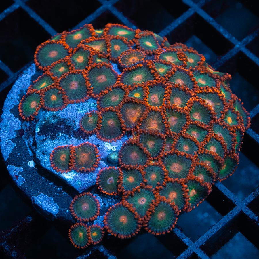 SBM Zoanthus Gatorade colonia 50 polipos