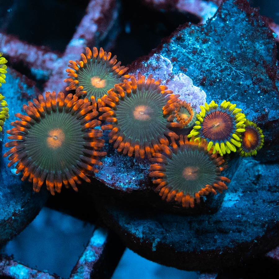 SBM Zoanthus Gatorade + Dragon Eyes 7 pol