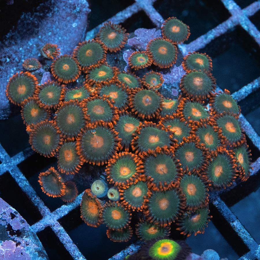 SBM Zoanthus Gatorade (colonia 50 pol)