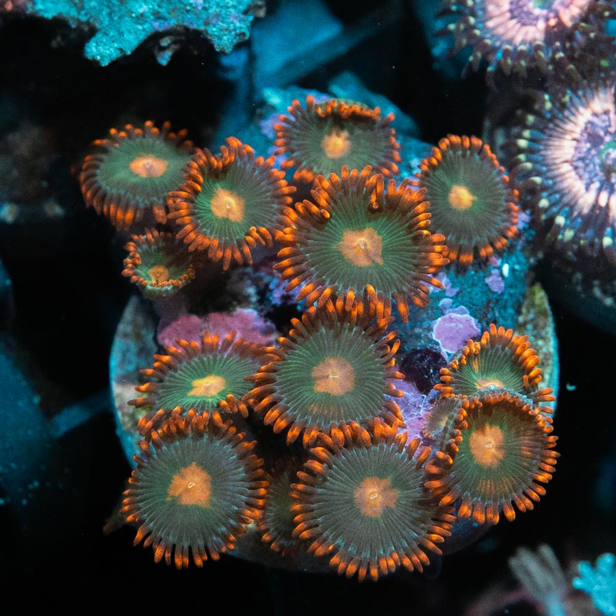 SBM Zoanthus Gatorade 10 pol