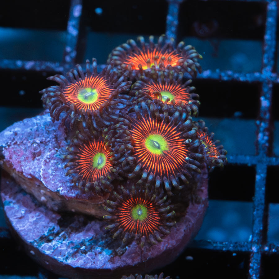 SBM Zoanthus Everlasting Gobstopper