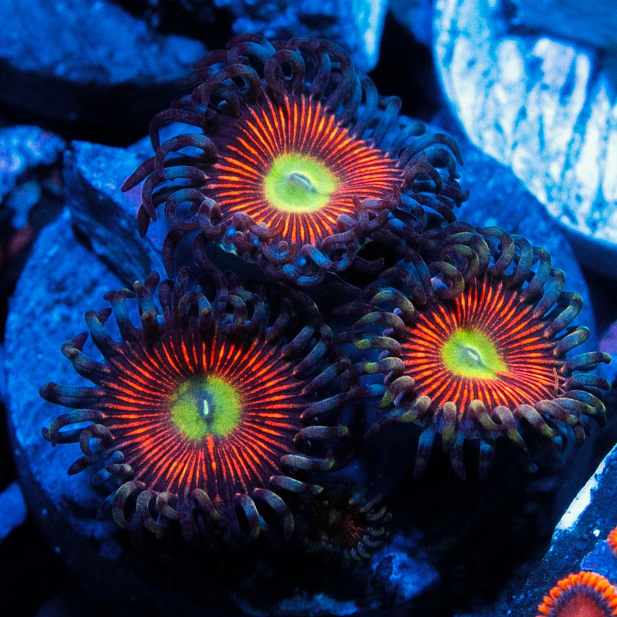 SBM Zoanthus Everlasting Gobsttopper