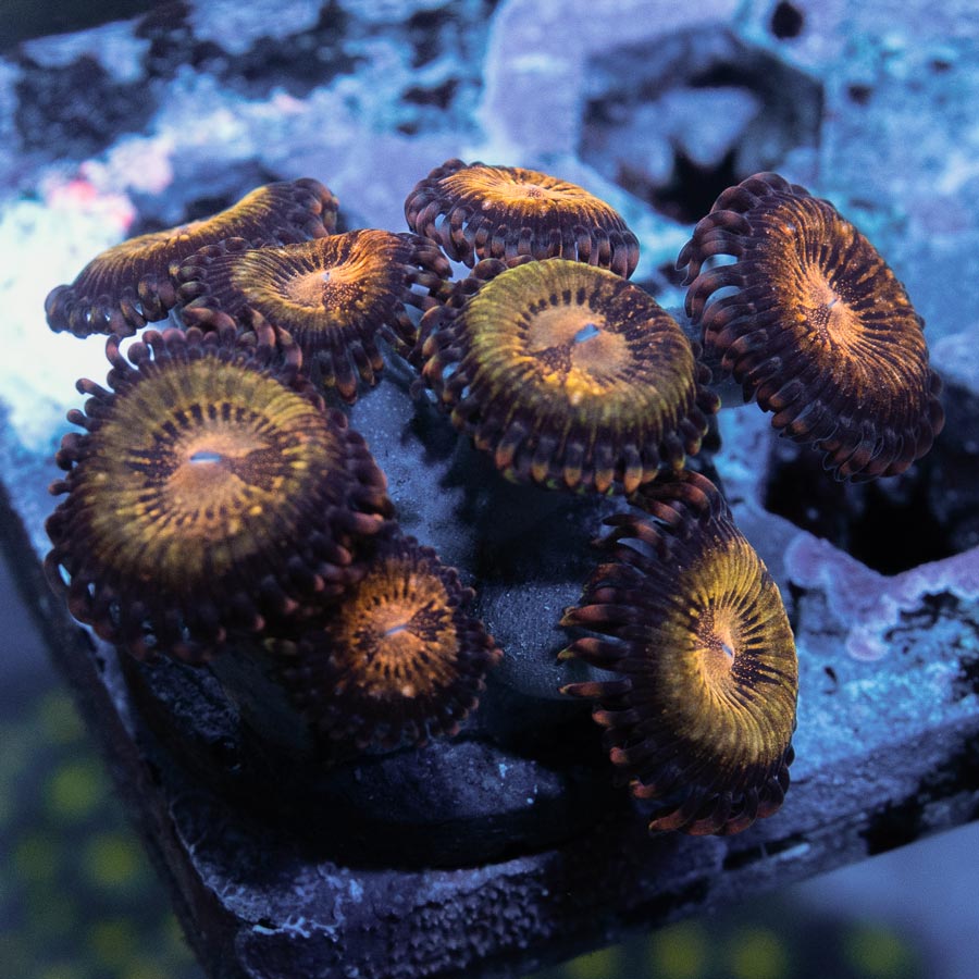 SBM Zoanthus Golden Galaxy 8 pol