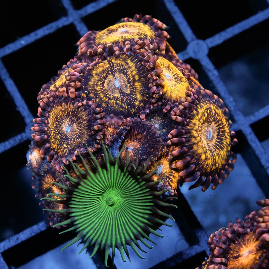 SBM Zoanthus Golden Galaxy + Palythoa Verde
