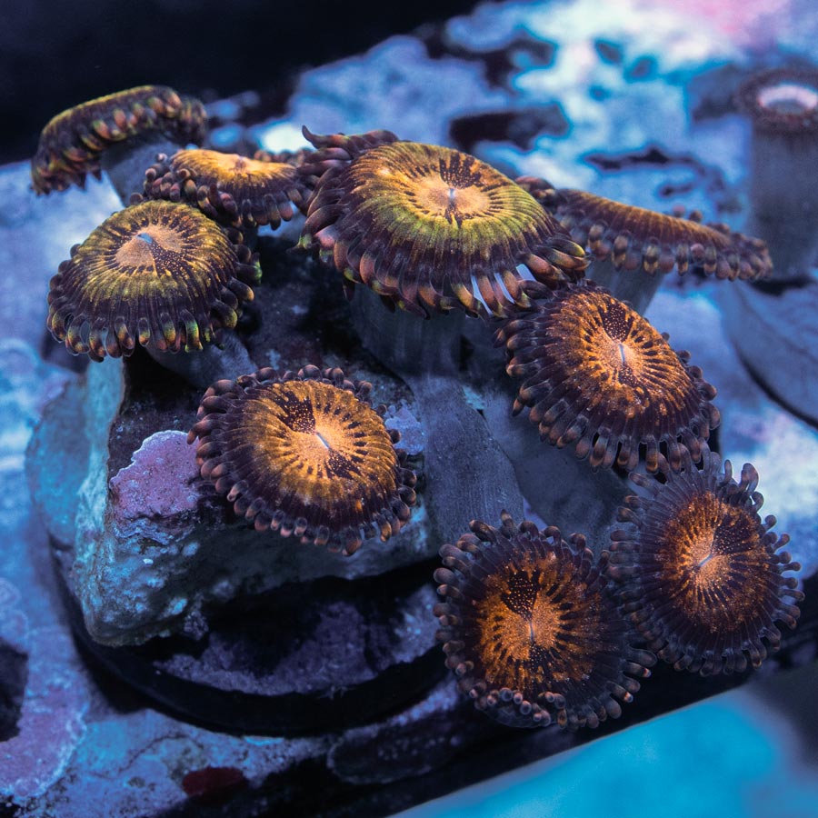SBM Zoanthus Golden Galaxy 10 pol
