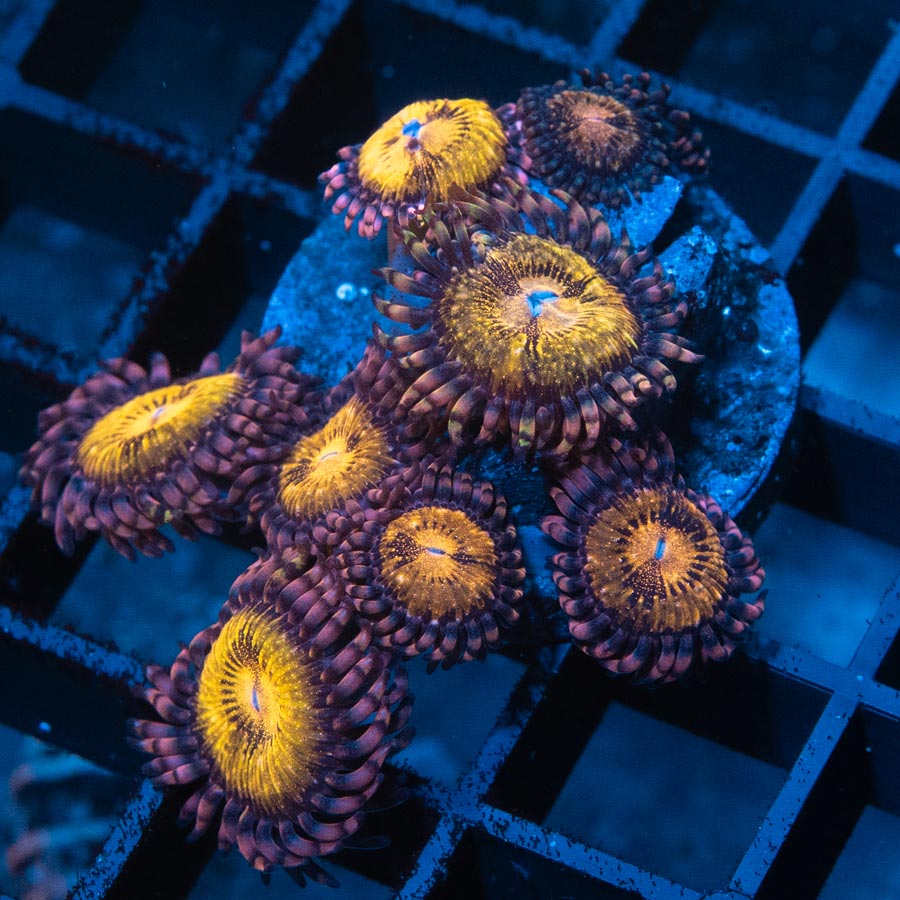 SBM Zoanthus Golden Galaxy