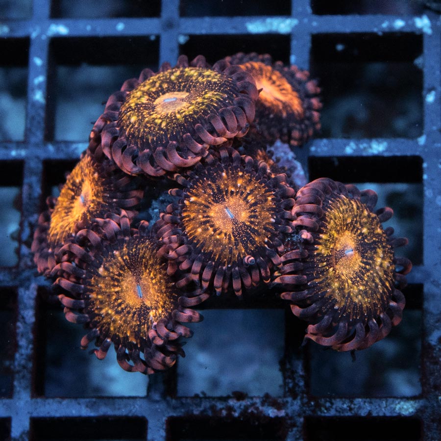 SBM Zoanthus Golden Galaxy 8 pol