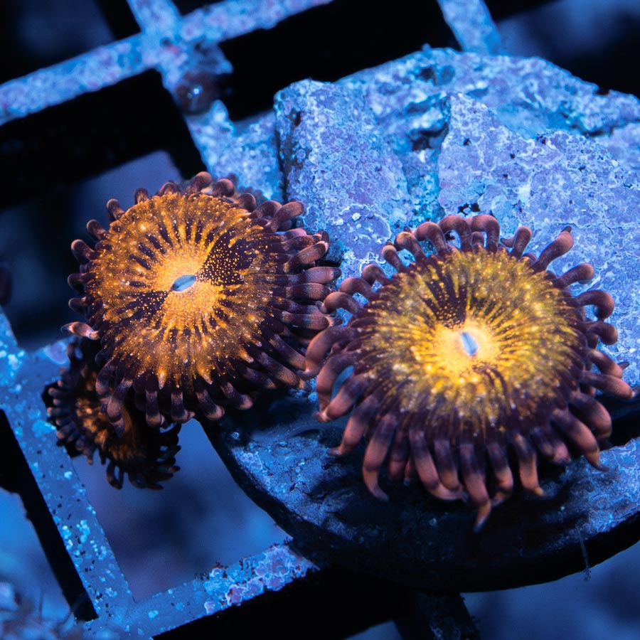 SBM Zoanthus Golden Galaxy