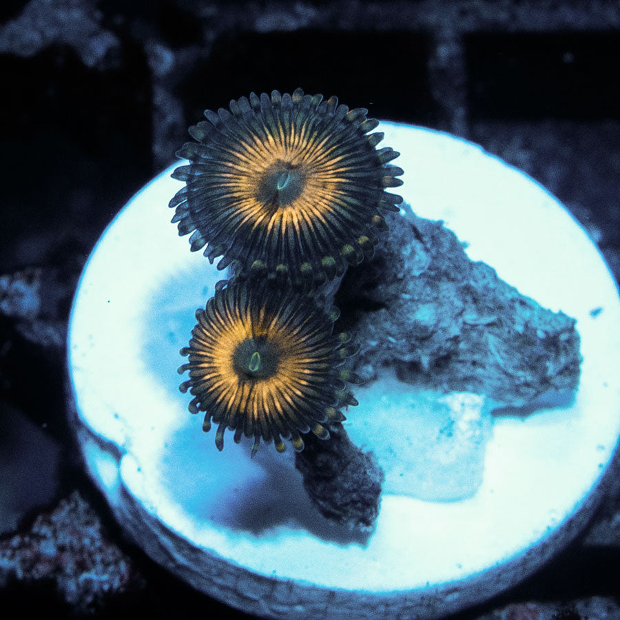 SBM Zoanthus Golden Touch 2 pol