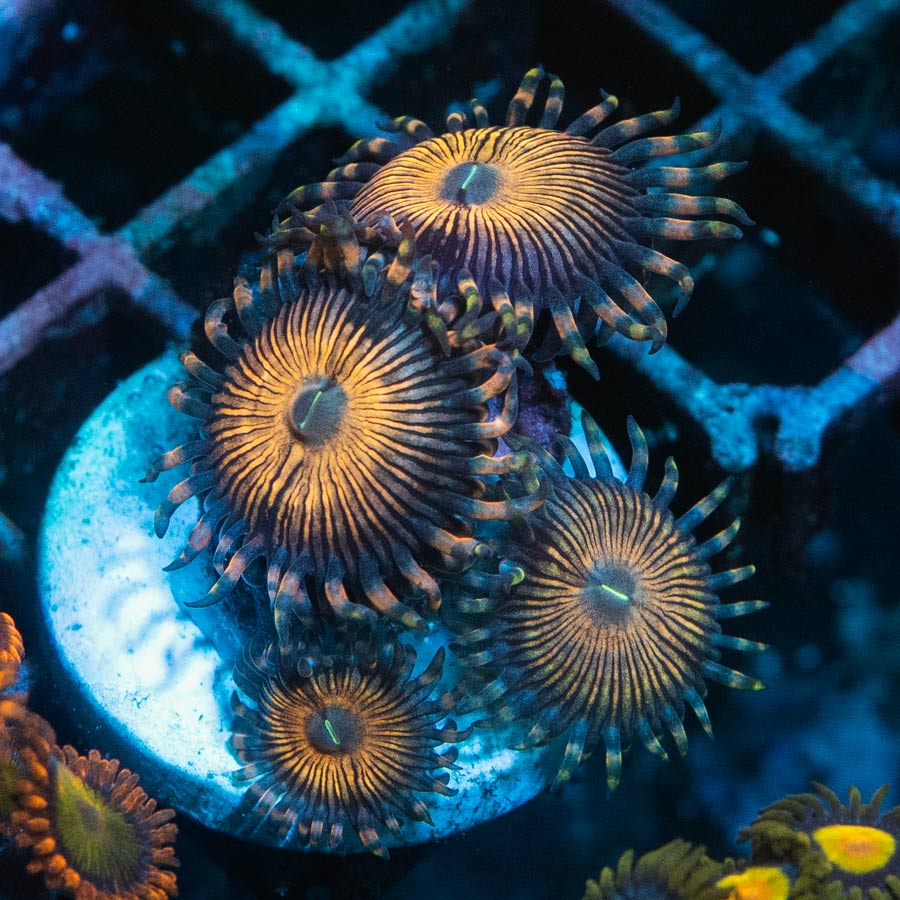 SBM Zoanthus Golden Touch