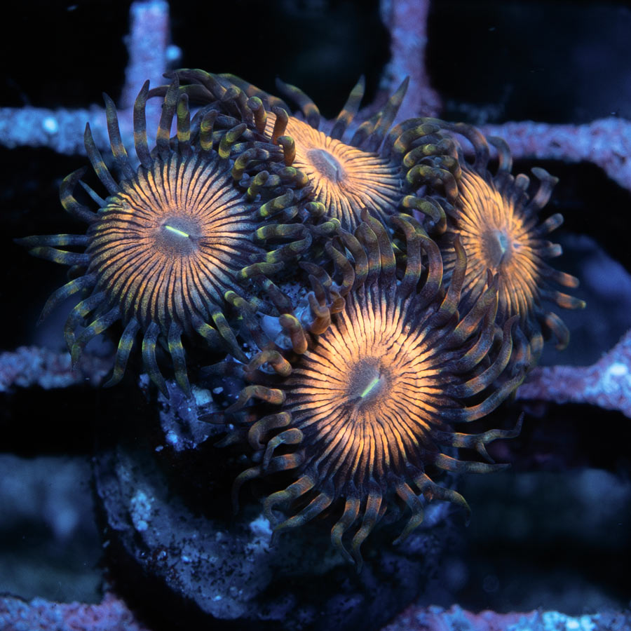 SBM Zoanthus Golden Touch