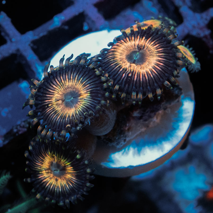 SBM Zoanthus Golden Touch 6 pol