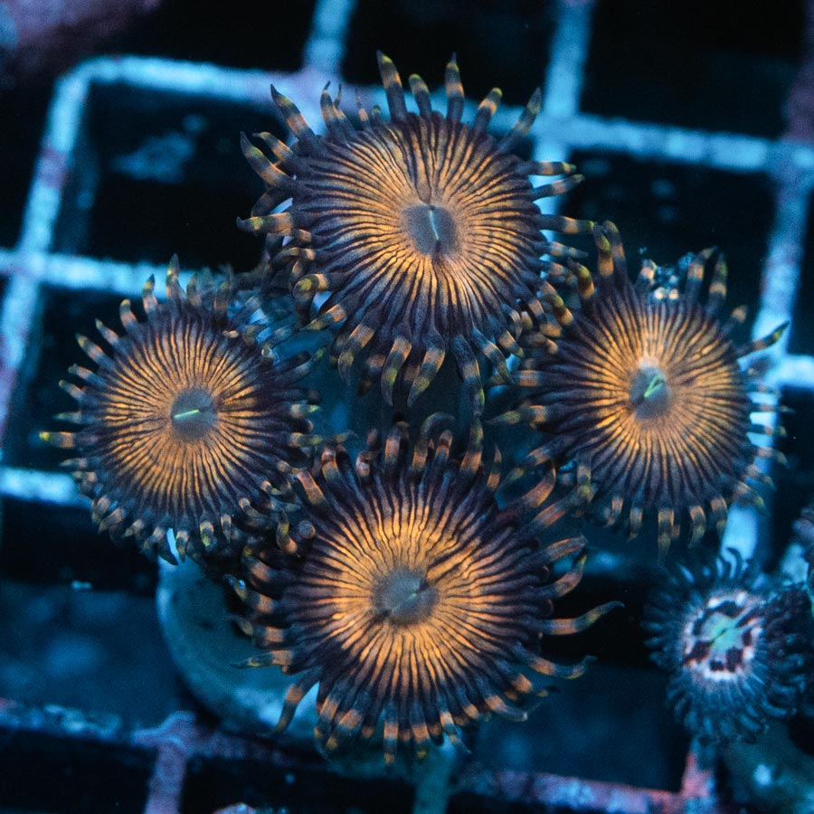 SBM Zoanthus Golden Touch