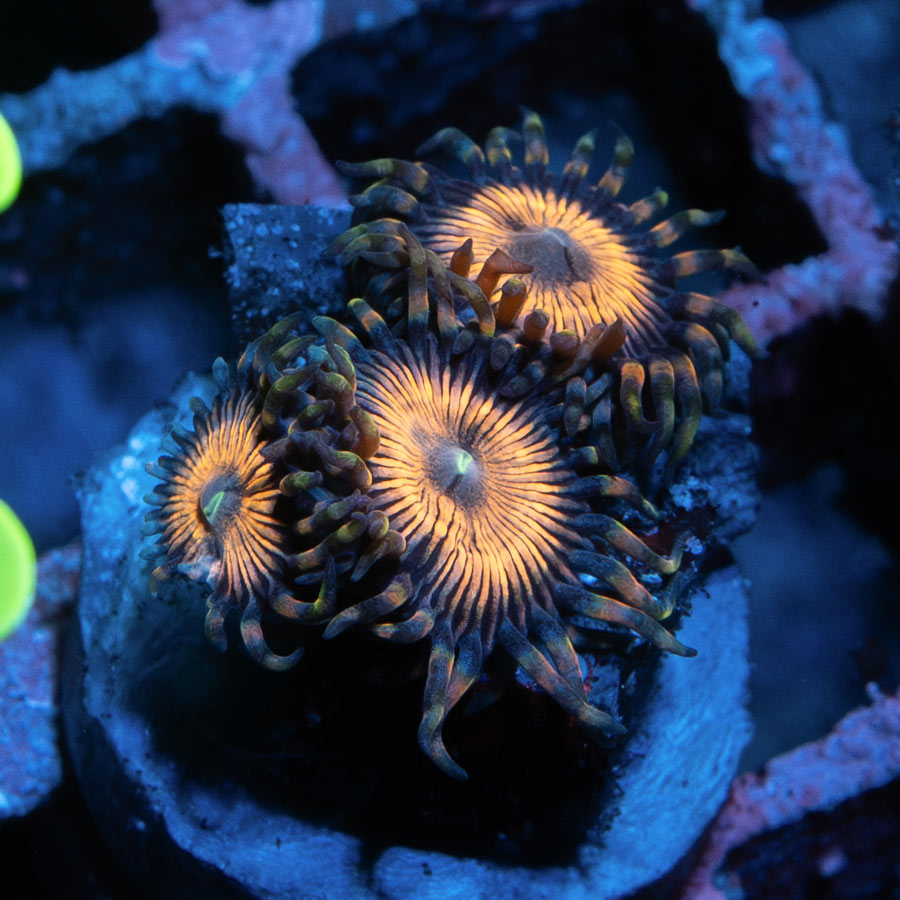 SBM Zoanthus Golden Touch