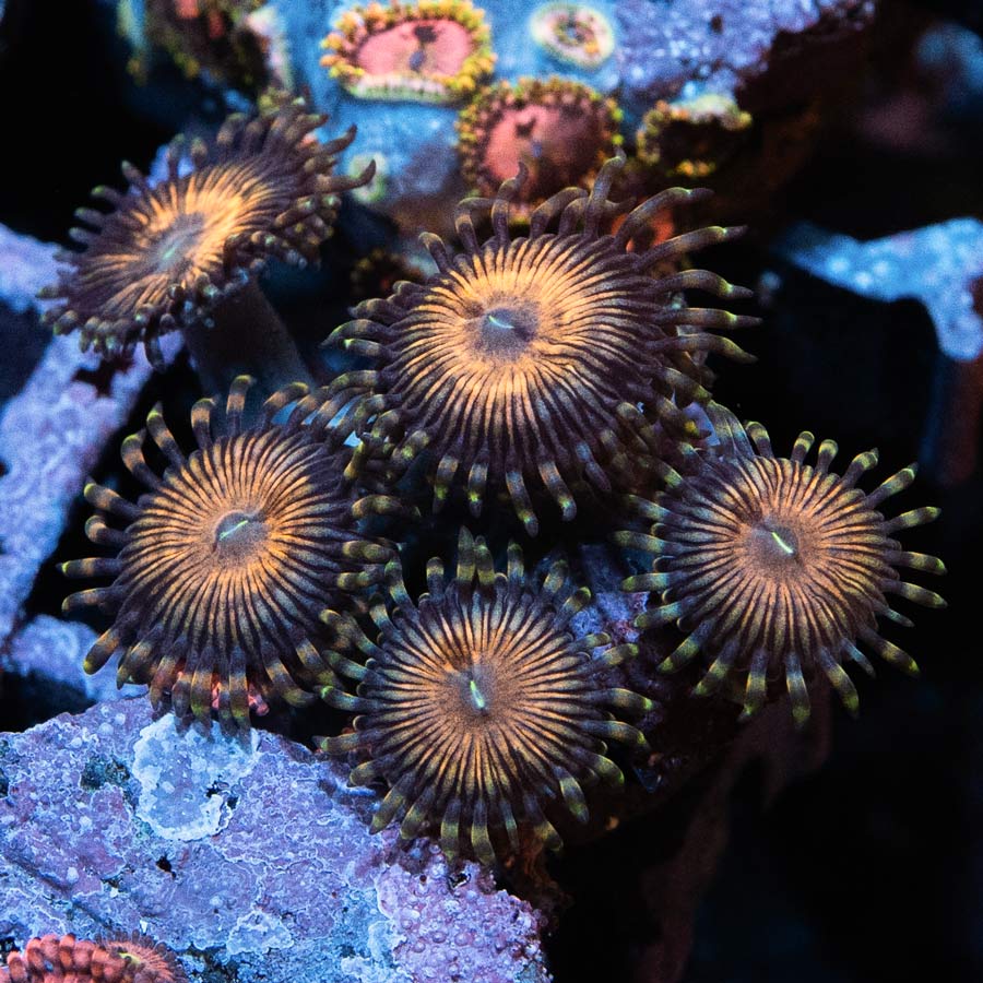 SBM Zoanthus Golden Touch