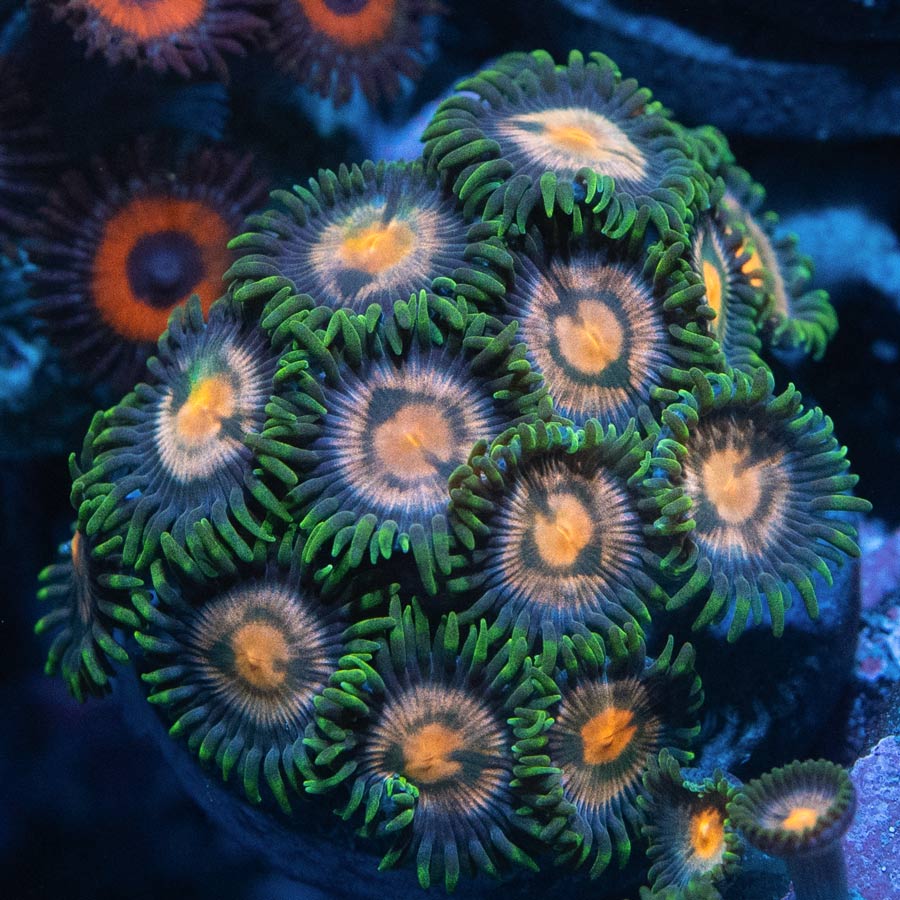 SBM Zoanthus Gorilla Nipples