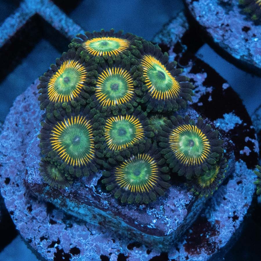 SBM Zoanthus Green Lantern 10 pol