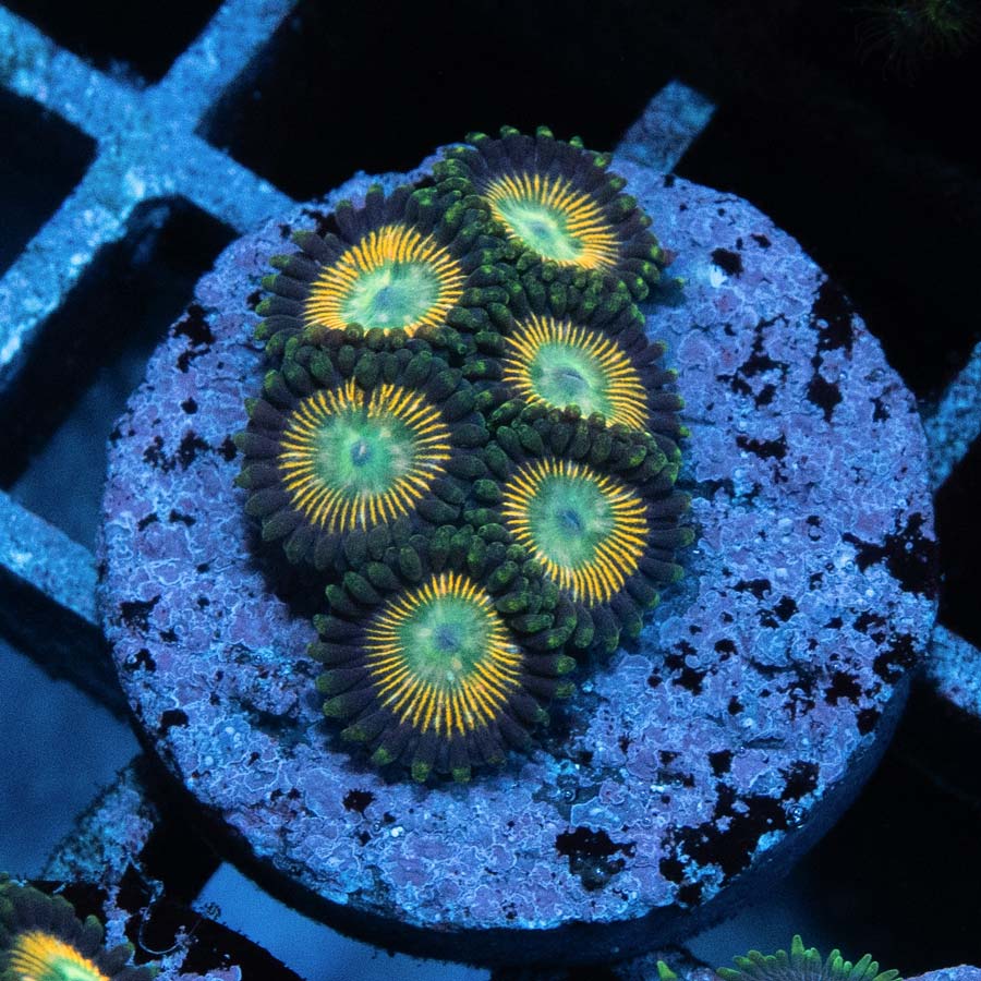 SBM Zoanthus Green Lantern 6 pol