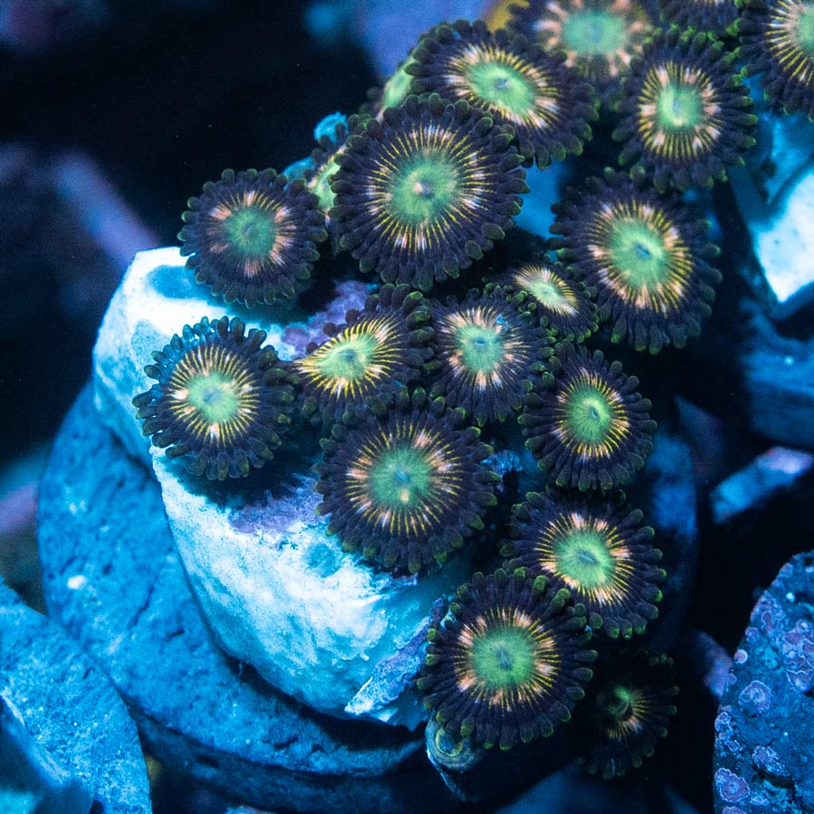 SBM Zoanthus Green Lantern
