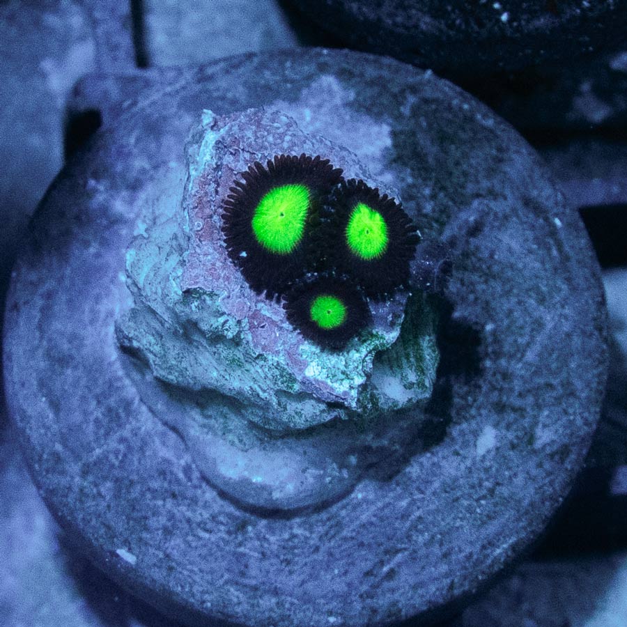 SBM Zoanthus Incredible Hulk 3 pol