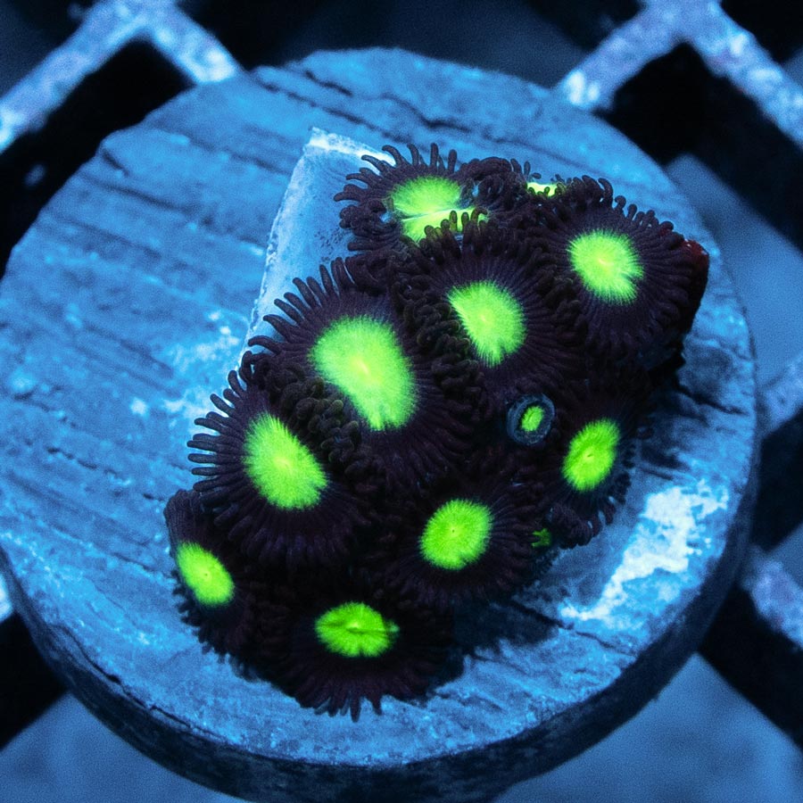 SBM Zoanthus Hulk Superultra 10 pol