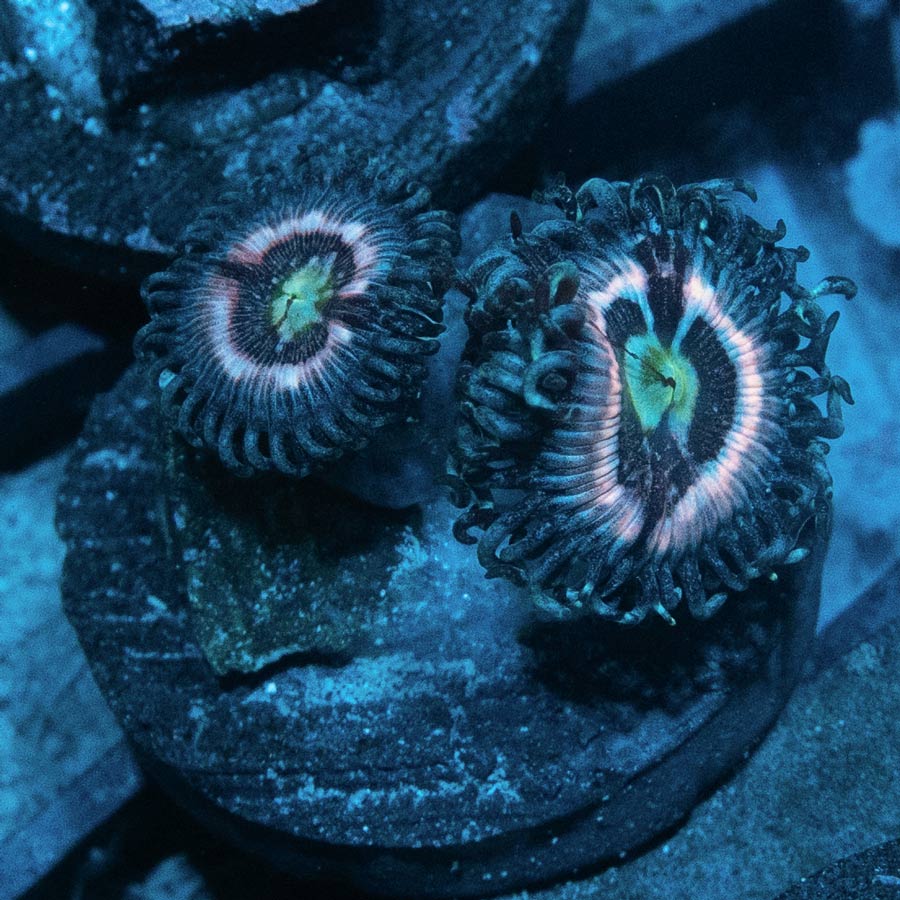 SBM Zoanthus Ice Phantom 2 pol