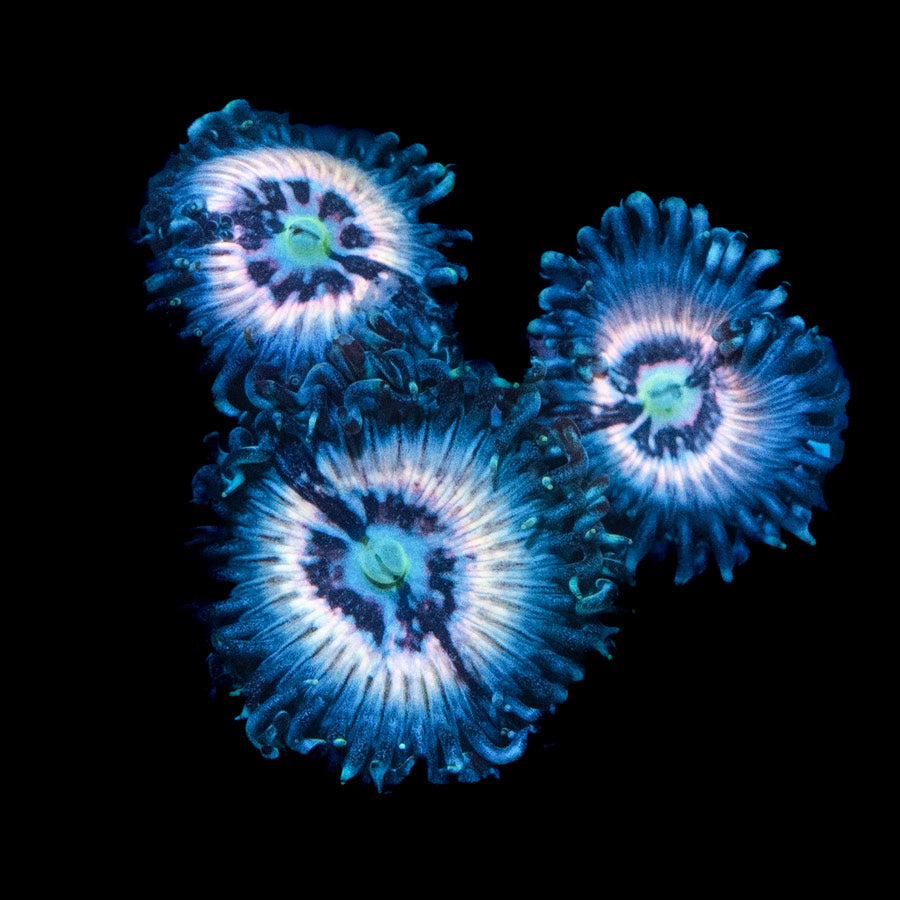 SBM Zoanthus Ice Phantom 4 pol
