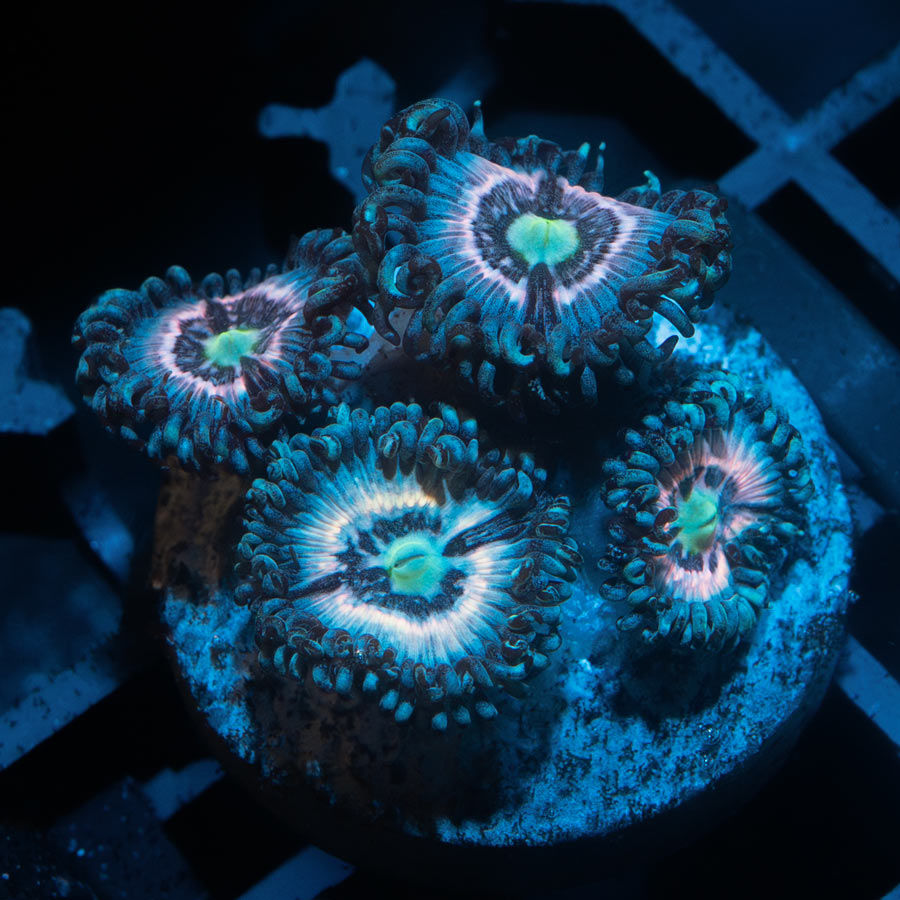 SBM Zoanthus Ice Phantom