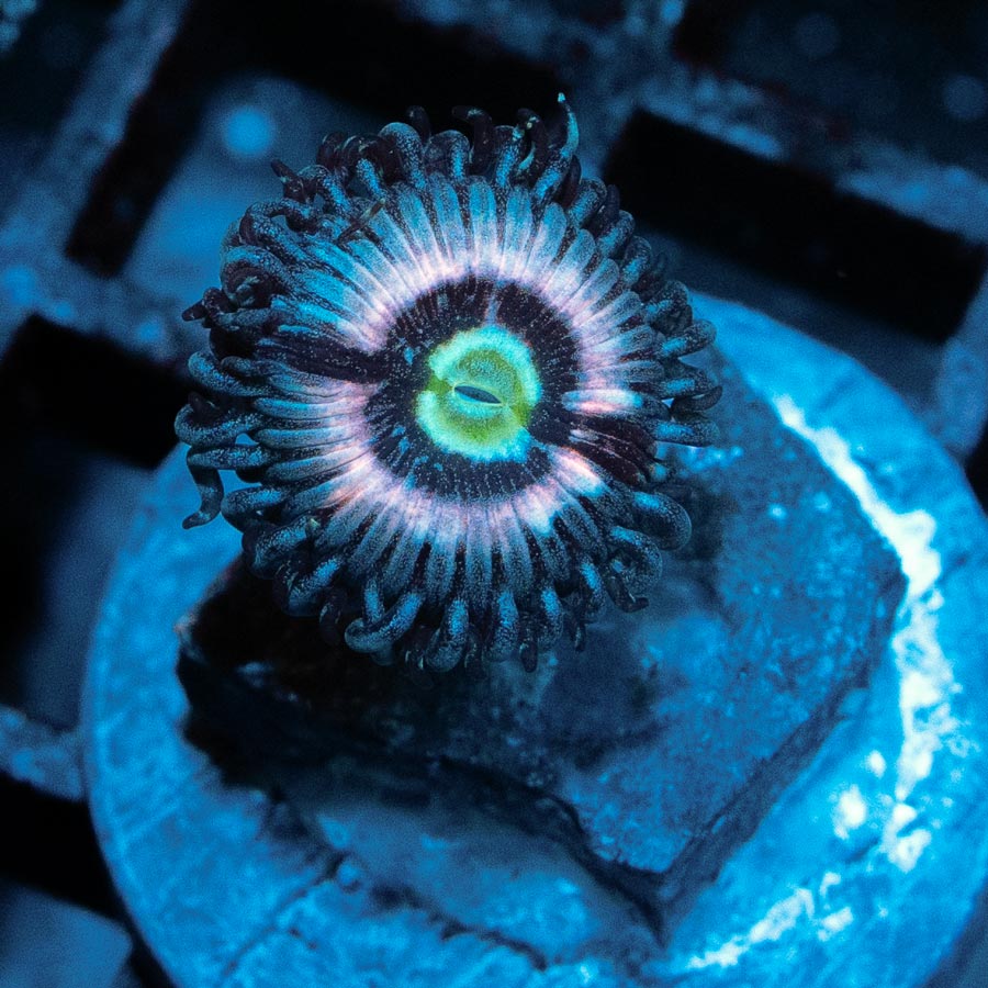 SBM Zoanthus Ice Phantom 2 pol