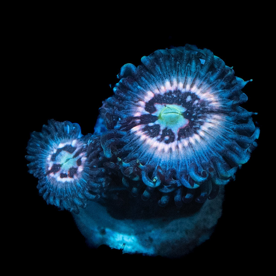 SBM Zoanthus Ice Phantom 2 pol