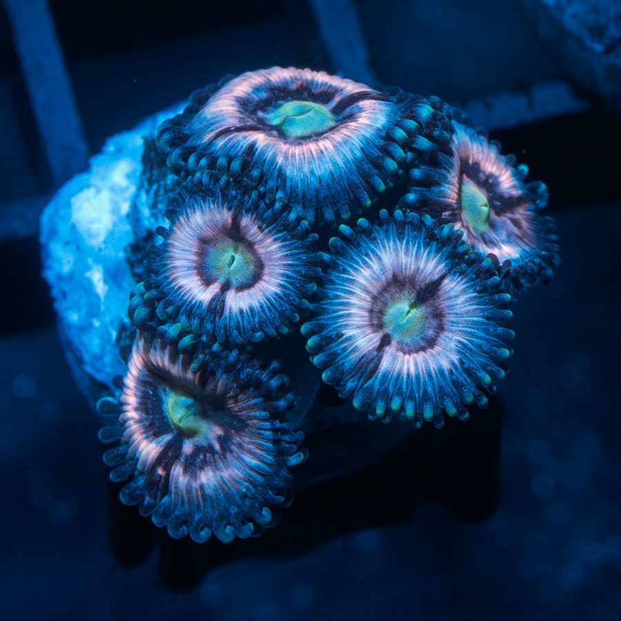 SBM Zoanthus Ice Phantom