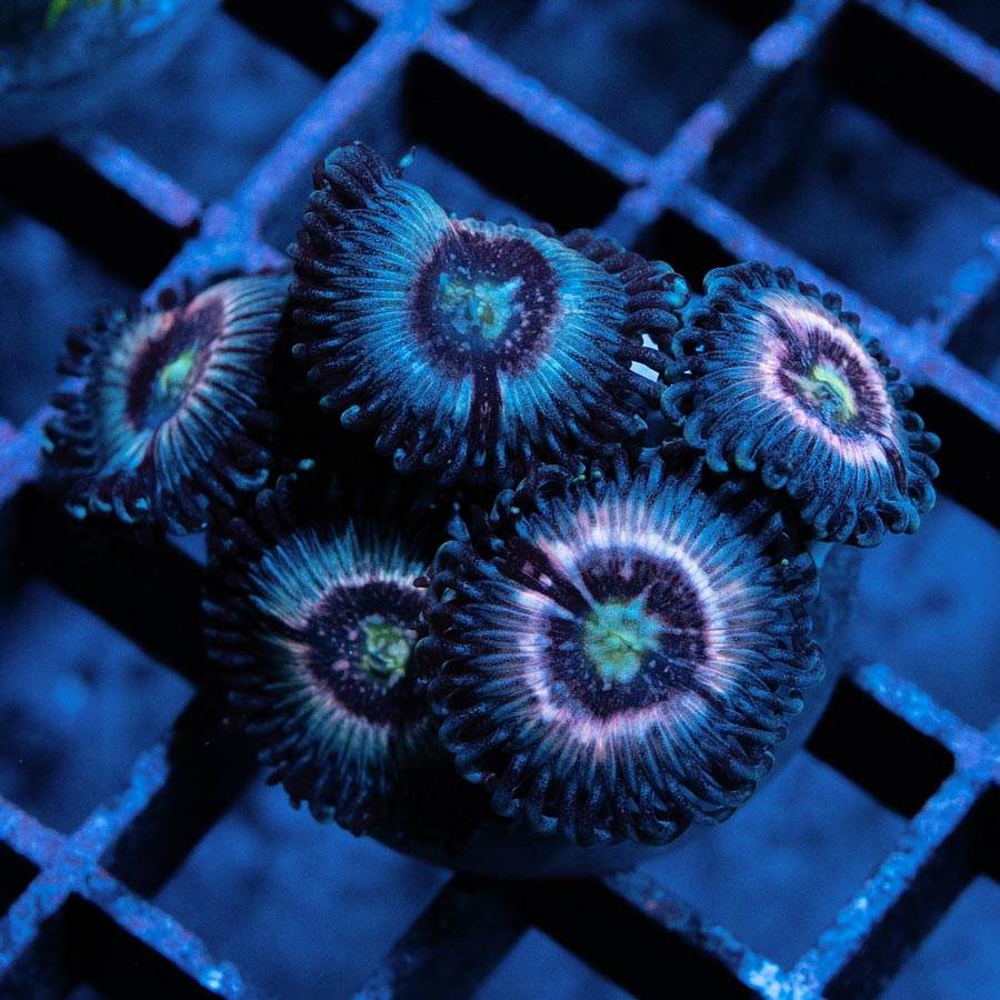 SBM Zoanthus Ice Phantom 6 Pol