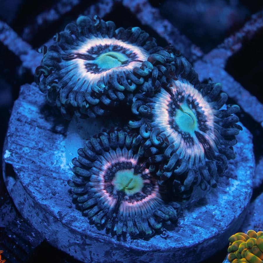 SBM Zoanthus Ice Phantom 3 pol