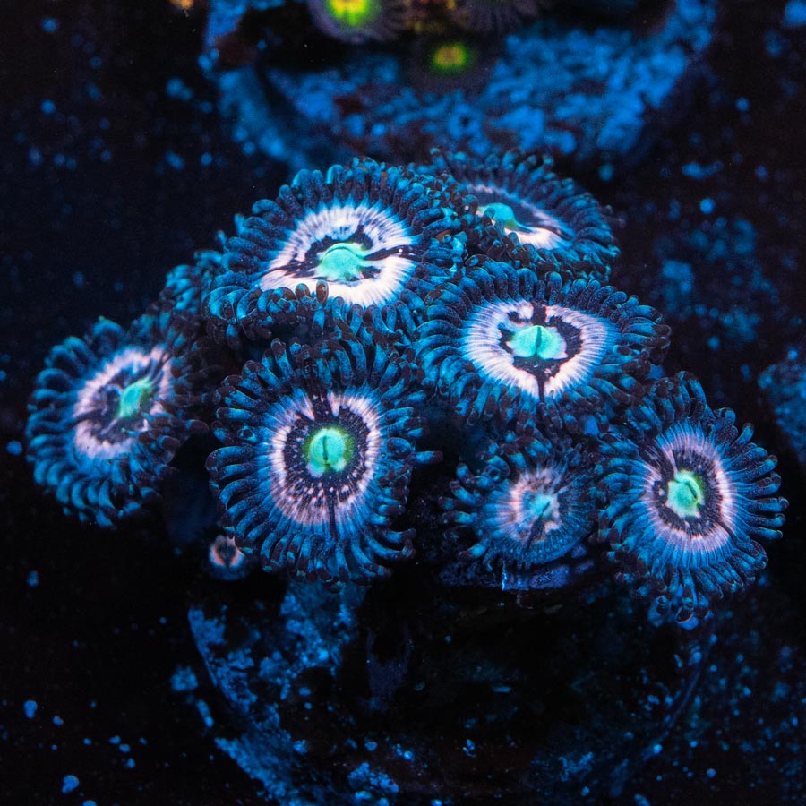 SBM Zoanthus Ice Phantom (8 Pól.)