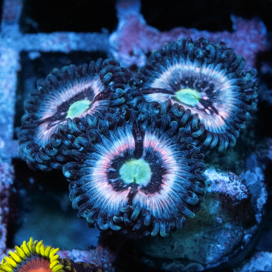 SBM Zoanthus Ice Phantom