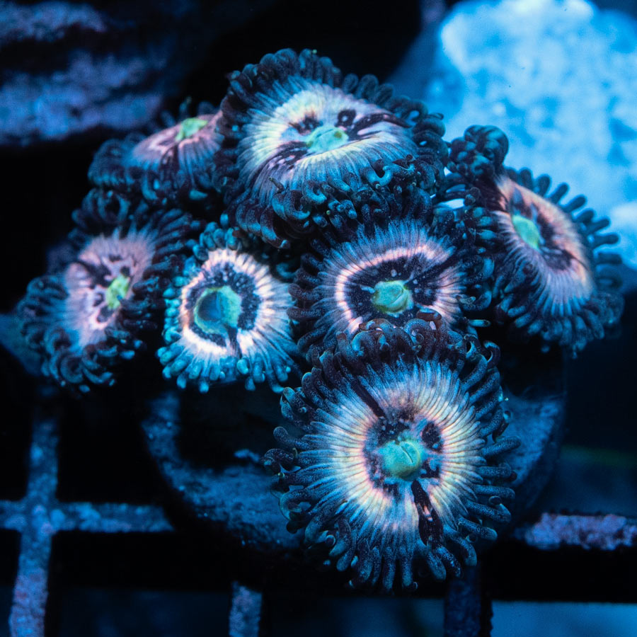 SBM Zoanthus Ice Phantom 7 pol