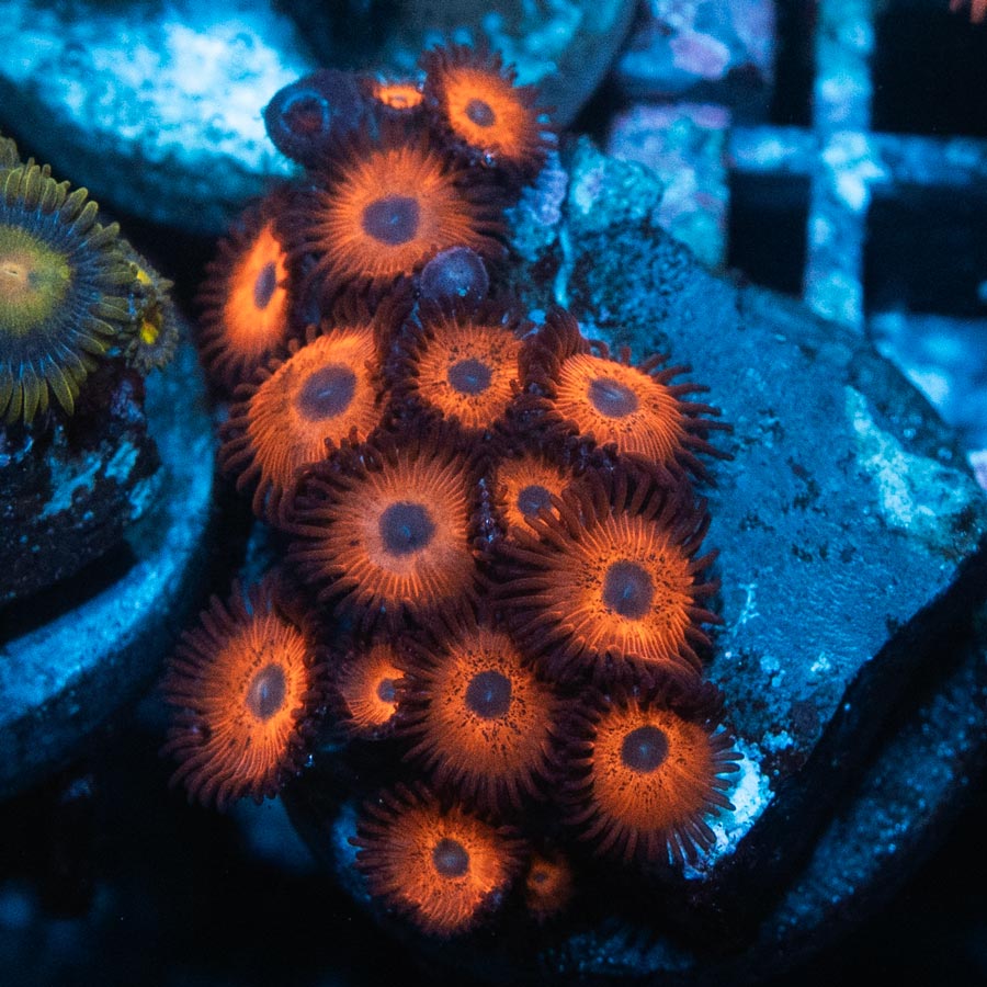 SBM Zoanthus Kedd's Red 15pol