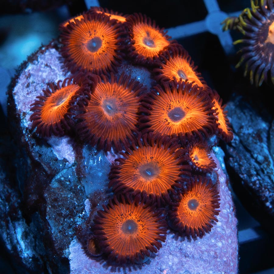 SBM Zoanthus Kedd's Red 15 pol