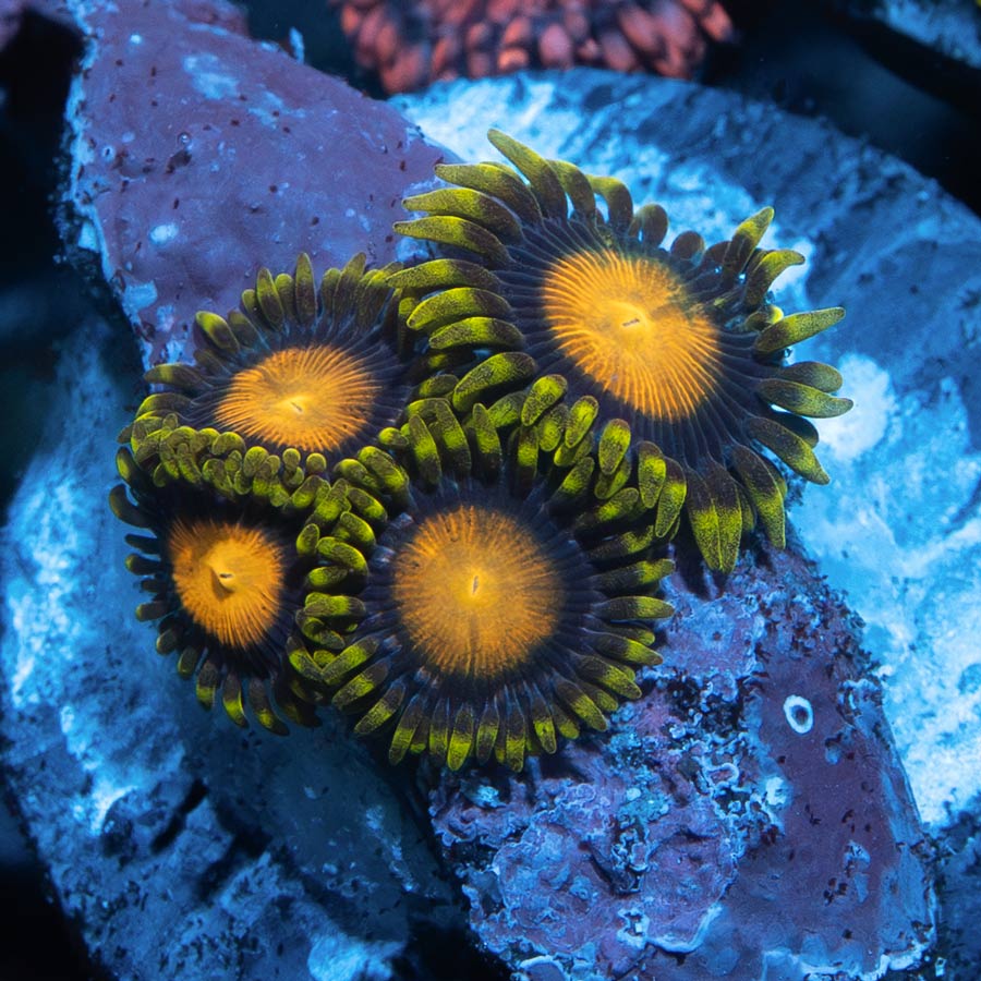 SBM Zoanthus King Midas 4 pol
