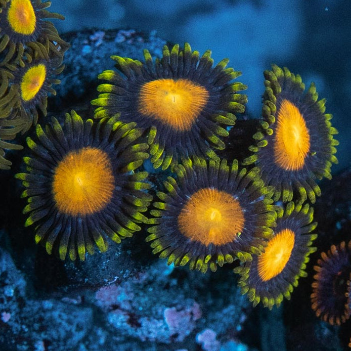 SBM Zoanthus King Midas 5 pol