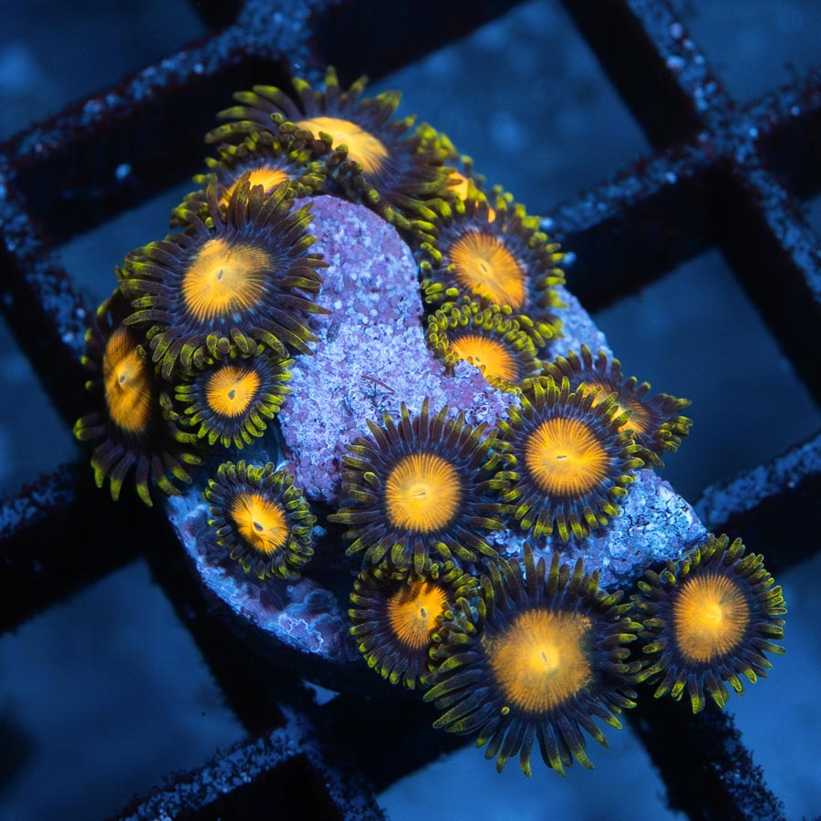 SBM Zoanthus King Midas